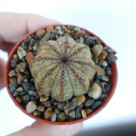Euphorbia obesa succulent cactus with ribbed structure and brown textured areoles in small pot