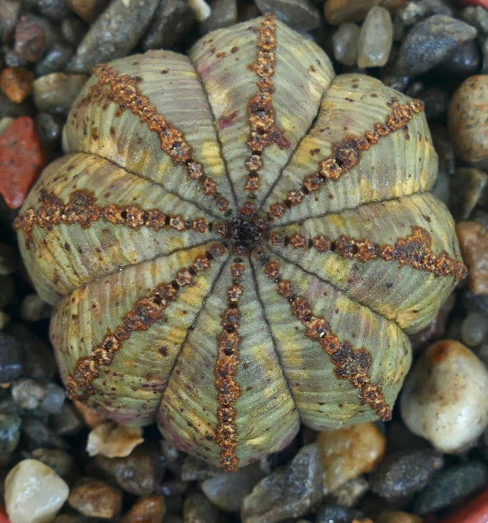Euphorbia obesa succulent with rounded star shape and textured brown ridges on green surface