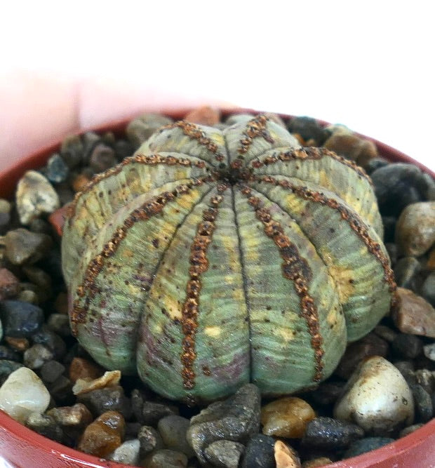 Euphorbia obesa succulent with rounded star-shaped body and textured ribs in pot