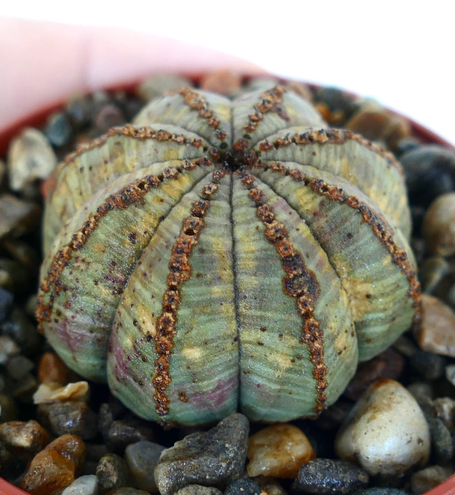 Euphorbia obesa succulent with rounded ridges and textured brown areoles on gravel background