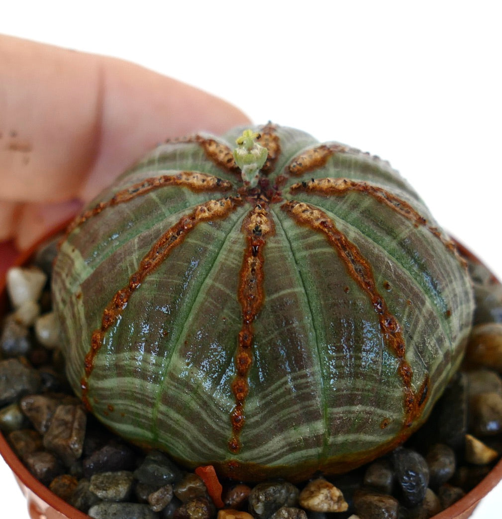 Euphorbia obesa in a pot with gravel, showing its round, ribbed body with brown ridges and green striped patterns, topped with a small emerging flower.