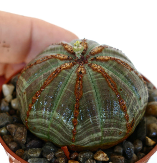 Euphorbia obesa in a pot with gravel, showing its round, ribbed body with brown ridges and green striped patterns, topped with a small emerging flower.