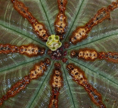 Close-up of Euphorbia obesa from above, highlighting its star-shaped rib arrangement with textured brown ridges and a tiny yellow-green flower bud at the center.