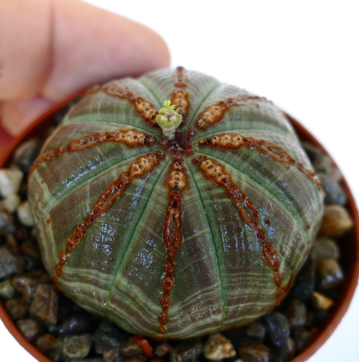 Euphorbia obesa photographed from an angle, displaying its spherical form with striking striped patterns and a small central flower emerging at the top.