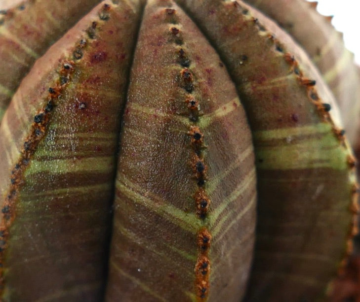 Suculenta Euphorbia obesa con estructura acanalada en forma de estrella y sutiles franjas verdes