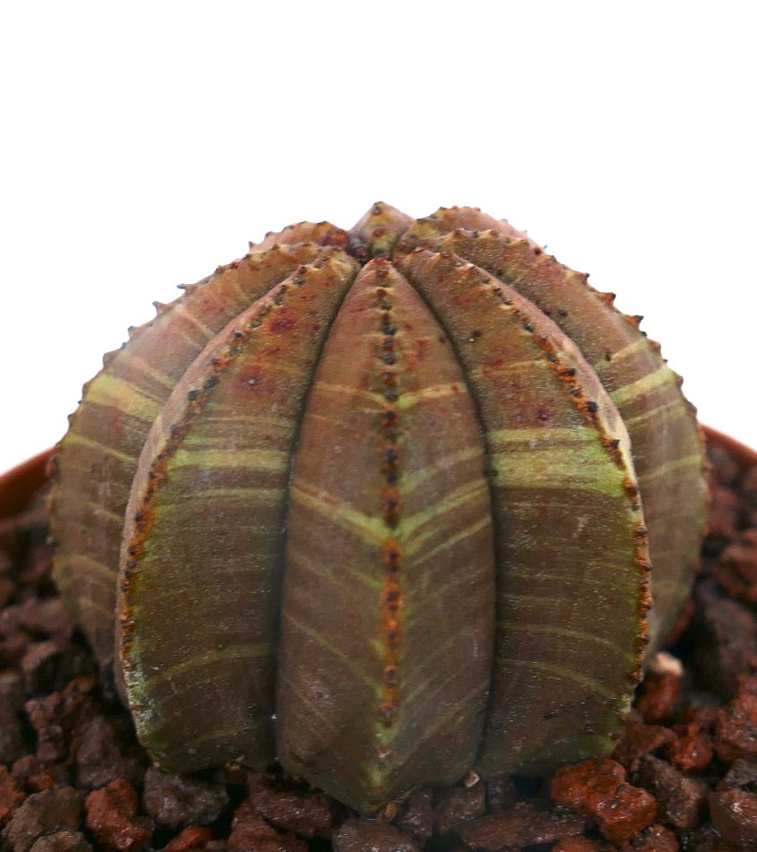 Cactus suculento Euphorbia obesa con costillas en forma de estrella y sutiles franjas verdes