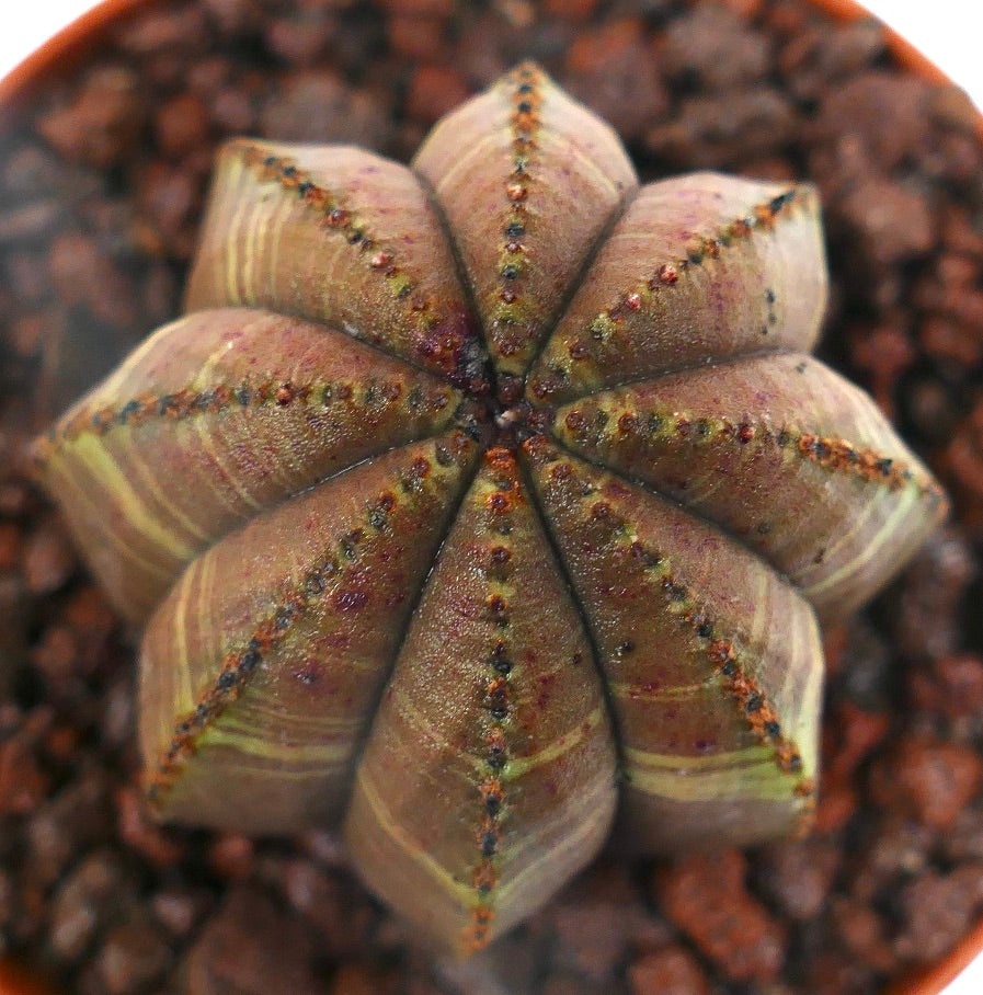 Suculenta Euphorbia obesa con crestas en forma de estrella y superficie texturizada en maceta