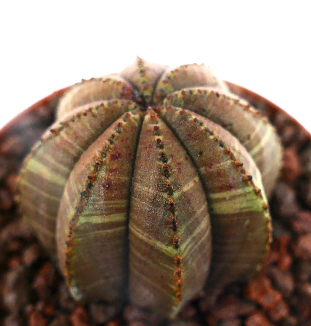 Euphorbia obesa suculenta cactus con cuerpo acanalado en forma de estrella y patrón sutil de rayas