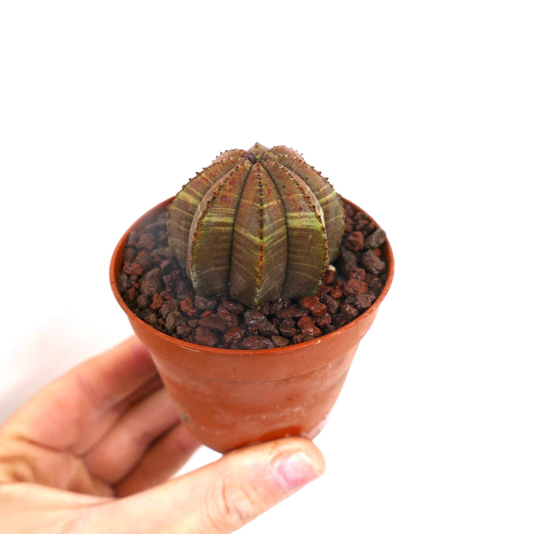 Cactus suculento Euphorbia obesa con cuerpo acanalado en forma de estrella de color marrón verdoso en maceta pequeña