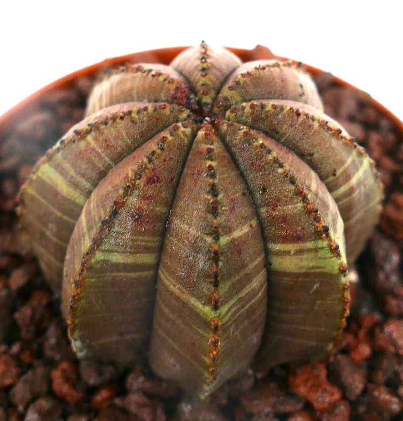 Cactus suculento Euphorbia obesa con estructura acanalada en forma de estrella y sutiles rayas