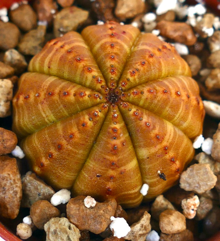 Euphorbia obesa succulent cactus with rounded ribbed body and small red areoles