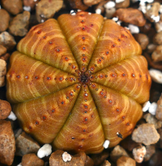 Euphorbia obesa succulent cactus with rounded ribbed structure and brownish-green tones