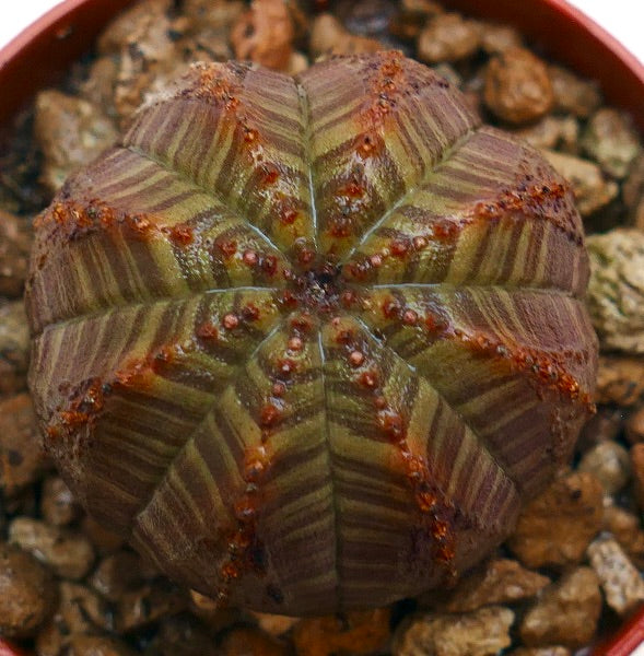 Euphorbia obesa striata rare succulent with striped pattern and small reddish tubercles