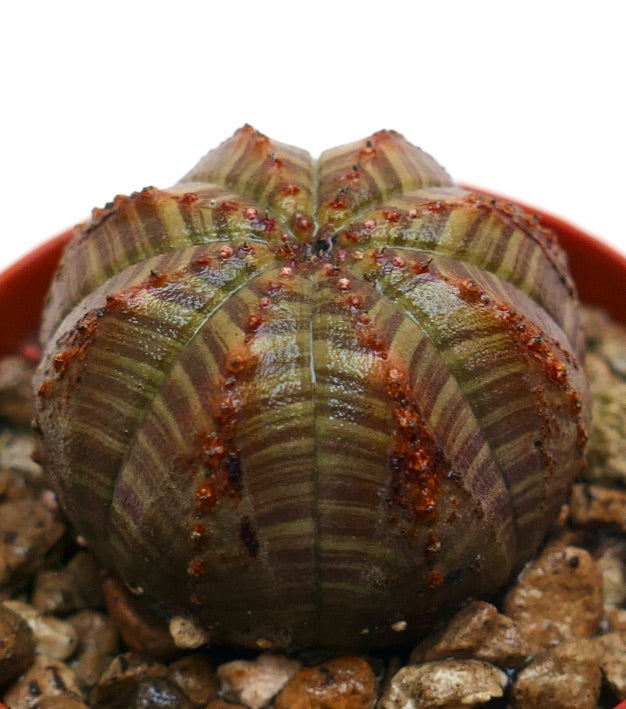Euphorbia obesa striata rare succulent with striped green and brown ribbed body and small red tubercles