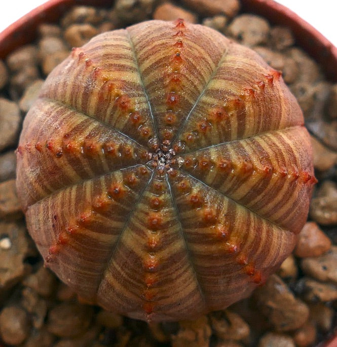 Euphorbia obesa striped succulent with rounded ribs and reddish-brown markings
