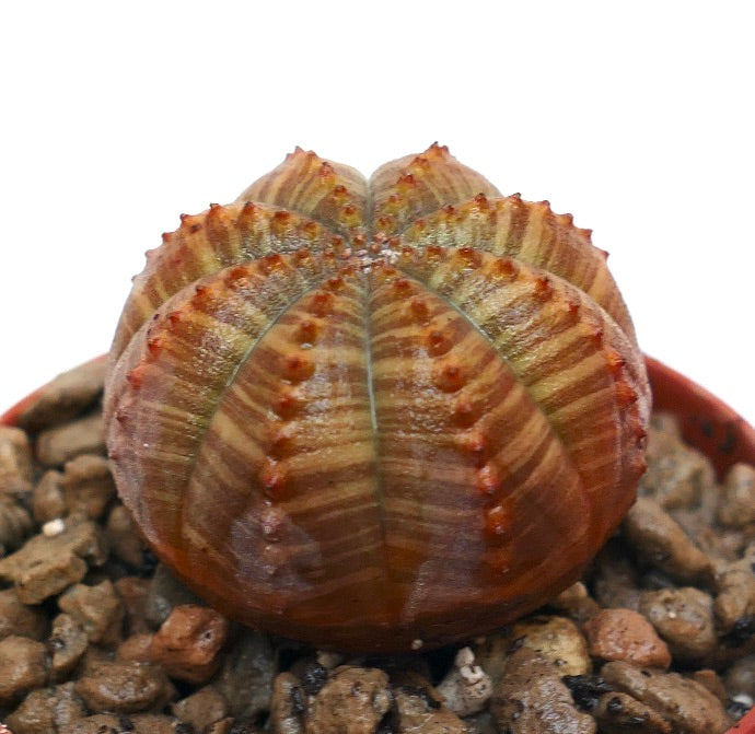 Euphorbia obesa striped brownish succulent with rounded ribbed body and small tubercles