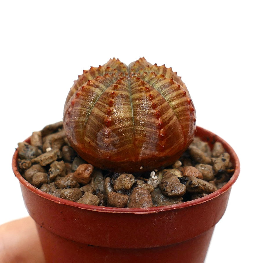 Euphorbia obesa succulent cactus with ribbed, brownish striped spherical body in pot