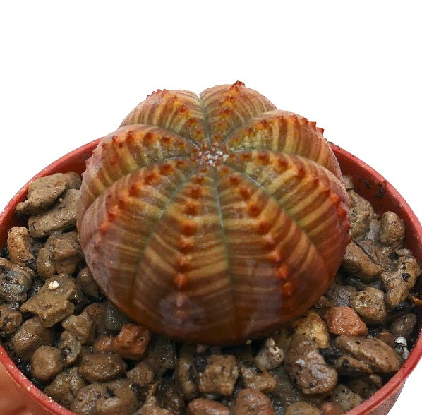 Euphorbia obesa striata succulent with rounded ribbed structure and brownish striped pattern