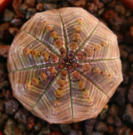 Euphorbia obesa succulent with brownish striped pattern and rounded ribbed structure