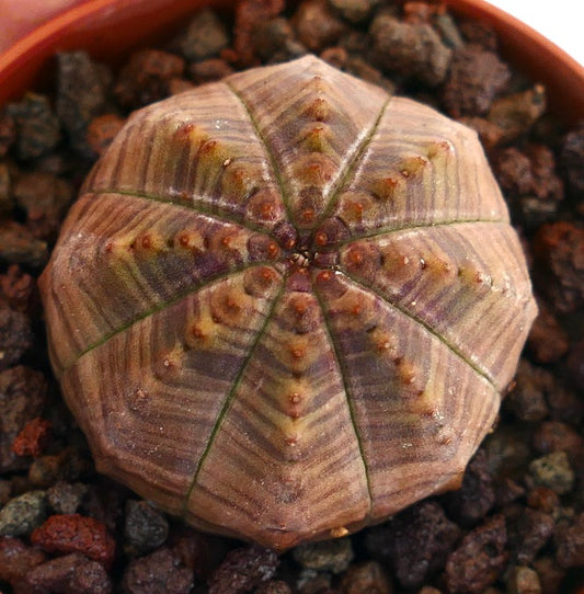 Euphorbia obesa striata rare succulent cactus with brownish ribbed body and small tubercles