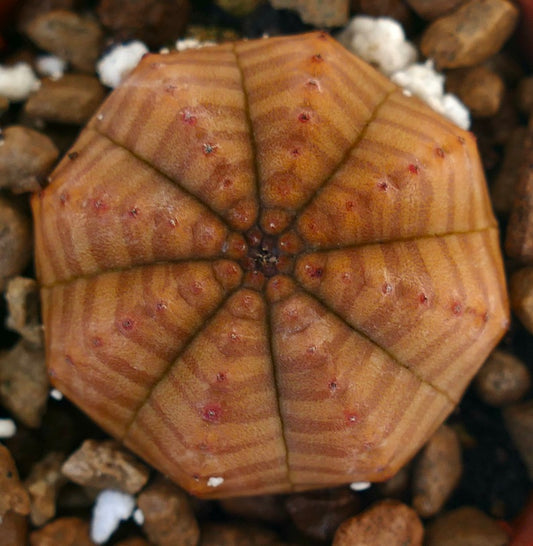 Euphorbia obesa striped succulent with rounded segmented body and subtle reddish spots