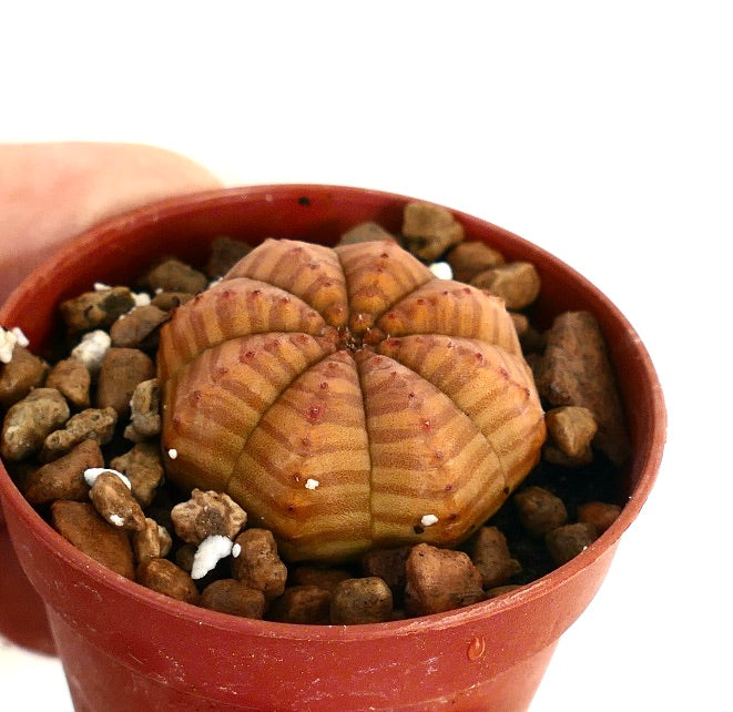Euphorbia obesa vetplant met een afgerond, geribbeld lichaam en bruingele gestreepte patroon
