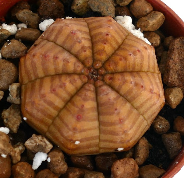 Euphorbia obesa vetplant cactus met bruinachtig gele gestreepte patroon en afgeronde vorm