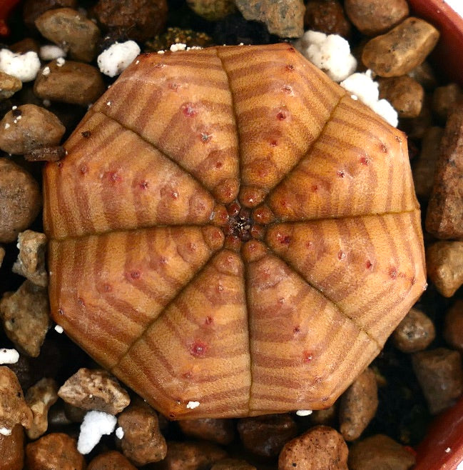 Euphorbia obesa vetplant met bruinachtig-gele gestreepte patroon en afgerond segmentenlichaam