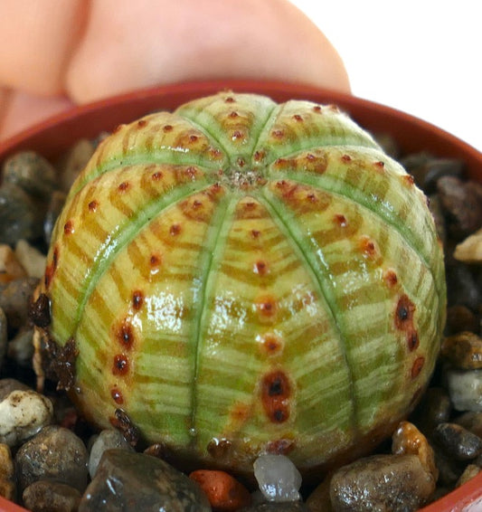 Euphorbia obesa ‘Striata’ succulent in pot with gravel, showing its round green body, vertical yellow striations, and rows of reddish-brown tubercles along the ribs.