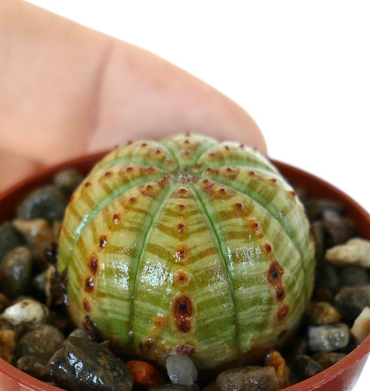 Rare Euphorbia obesa ‘Striata’ plant with spherical ribbed shape, distinct green and yellow striped patterns, and dotted reddish tubercles, grown as a collectible succulent.