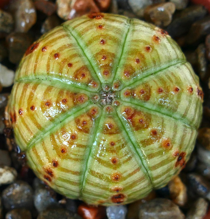 Top view of Euphorbia obesa ‘Striata’, a striped succulent with symmetrical ribs, green and yellow banding, and evenly spaced reddish-brown tubercles in a pebble pot.