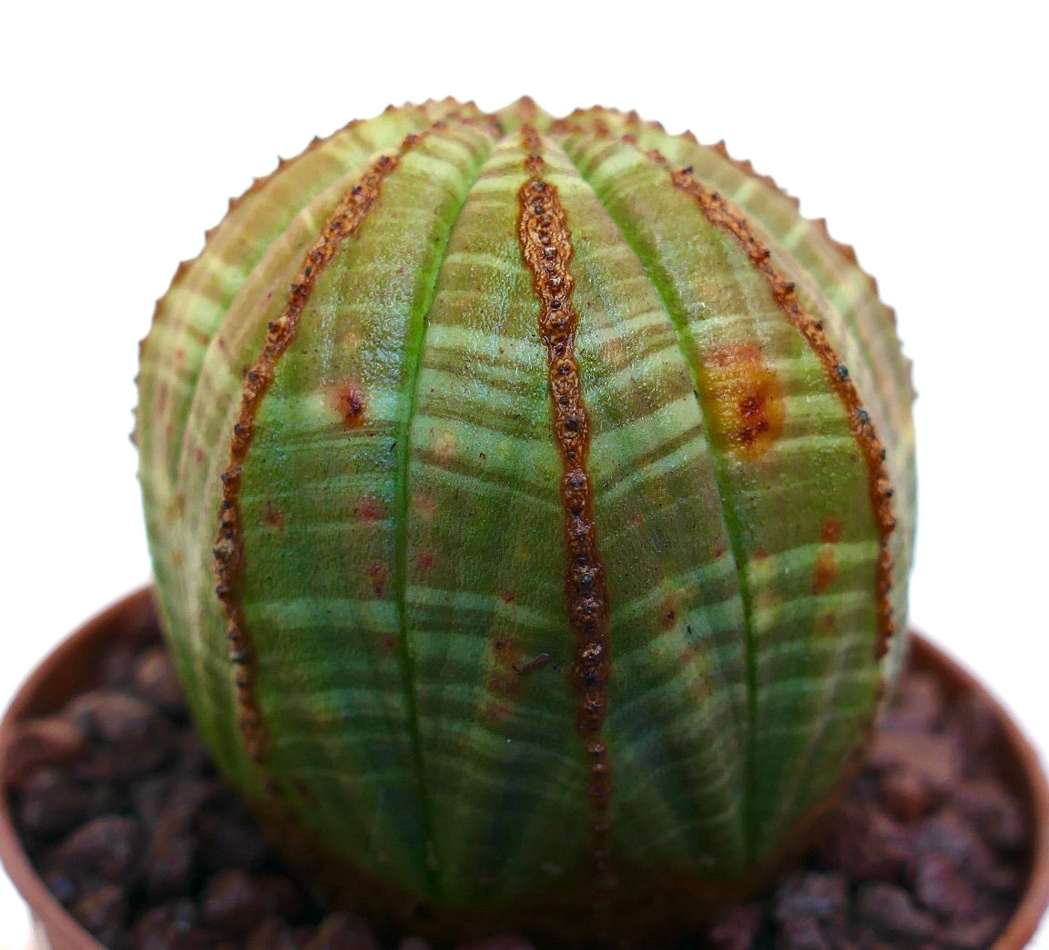 ตระกูลยูโฟร์เบีย โอบีซา ต้นอวบน้ำลายเส้นลวดลายสวยงามและสันสีน้ำตาลมีพื้นผิวในกระถาง