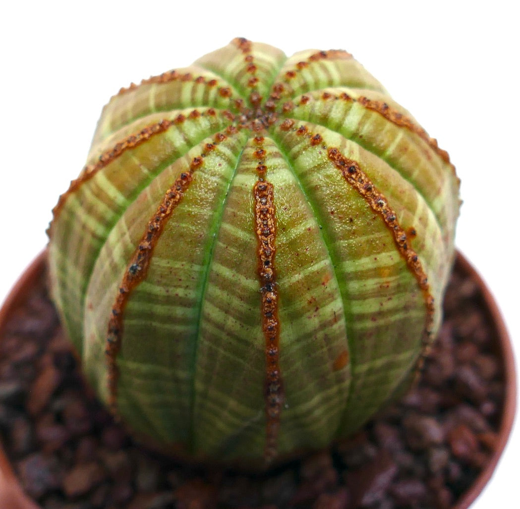 ยูโฟร์เบีย โอเบซา ไม้อวบน้ำลายเส้นสีเขียวพร้อมสันสีน้ำตาลมีลักษณะเป็นลายที่หม้อ