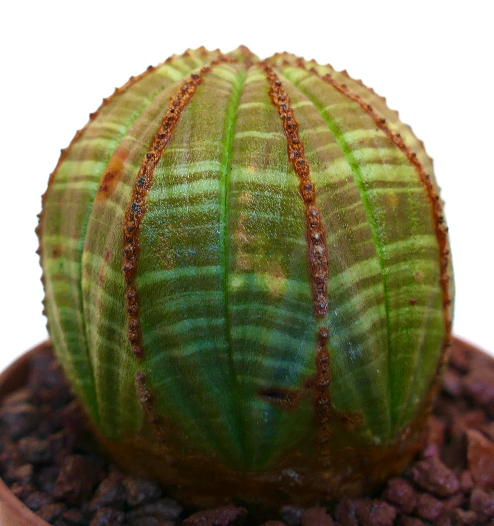 ยูโฟร์เบีย โอเบซา ต้นอวบน้ำลายเส้นมีรูปร่างกลมและสันสีน้ำตาลมีพื้นผิว เติบโตในกระถาง