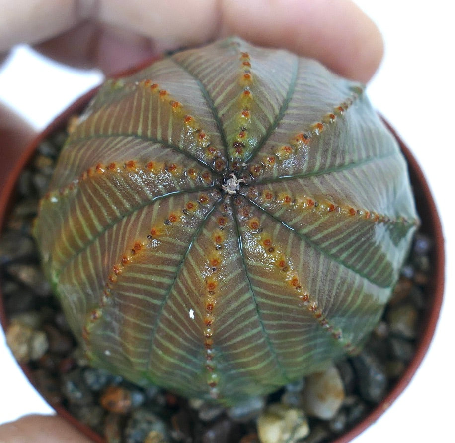 Euphorbia obesa STRIATA GRAY GREEN, top view showing its ribbed spherical body with alternating gray and green striping, symmetrical ribs, and dotted tubercles.