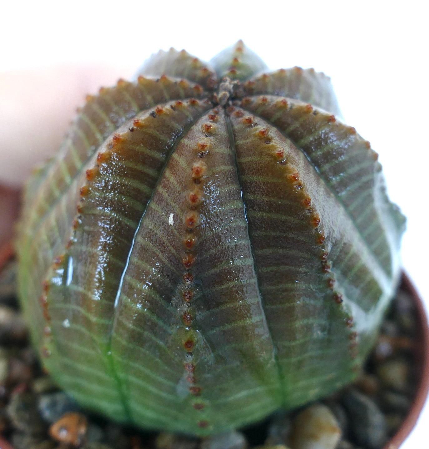 Euphorbia obesa STRIATA GRAY GREEN hybrid, angled view emphasizing its vertical striping in gray and green, round ball shape, and ribbed succulent texture.