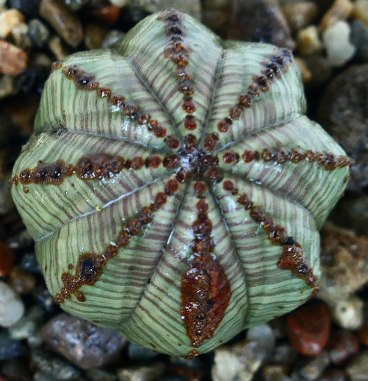 Euphorbia obesa top view with pale green body, dark brown striations, and distinct rib symmetry.