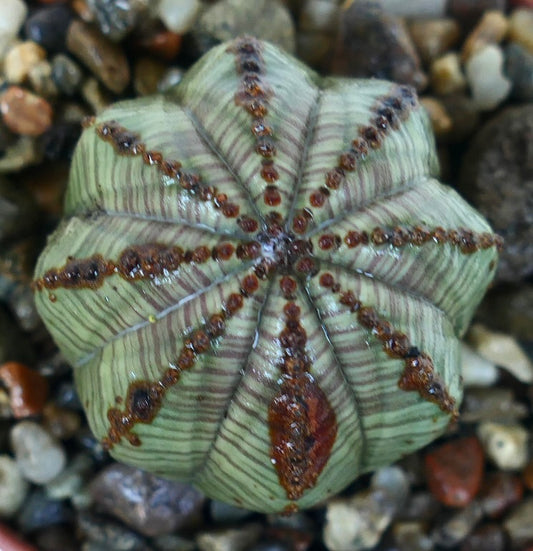 Euphorbia obesa succulent seen from above, displaying radial striping and textured brown markings.