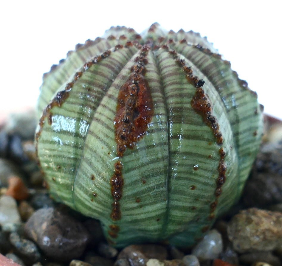 Euphorbia obesa close-up side view, showing green-gray ribs with bold brown scar patterns and geometric form.