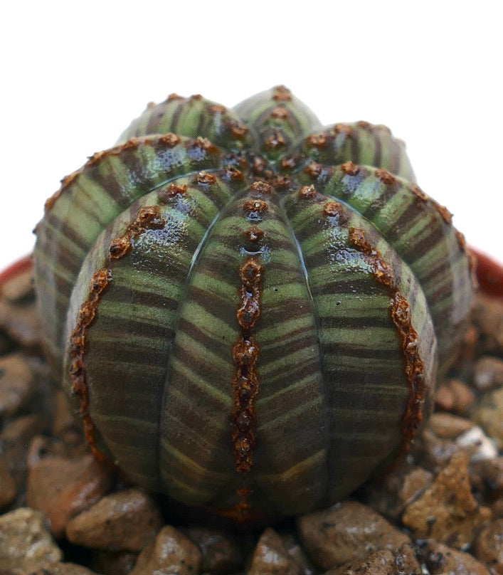 Euphorbia obesa striata green succulent with ribbed, striped pattern and textured brown areoles