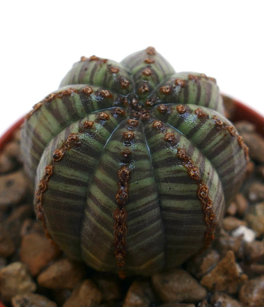 Euphorbia obesa gestreifte Sukkulente mit abgerundeten Rippen und kleinen braunen Areolen