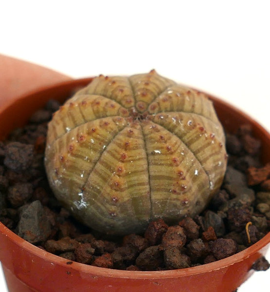 ユーフォルビア・オベサ | Botanical Archive | ユニークな多肉植物の球体