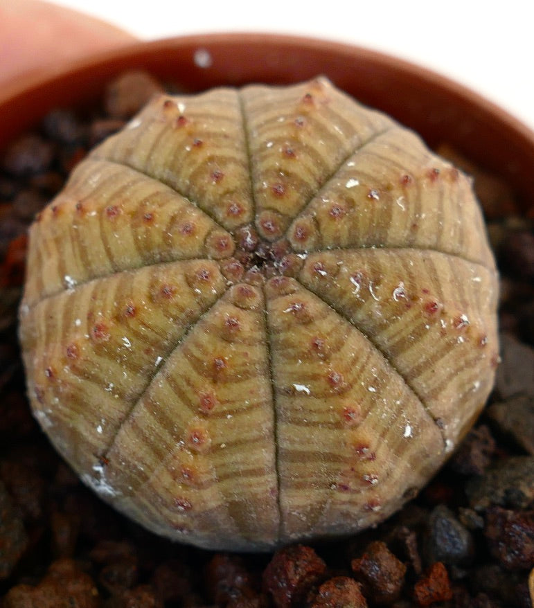 Euphorbia obesa succulent cactus with rounded ribbed body and small red tubercles