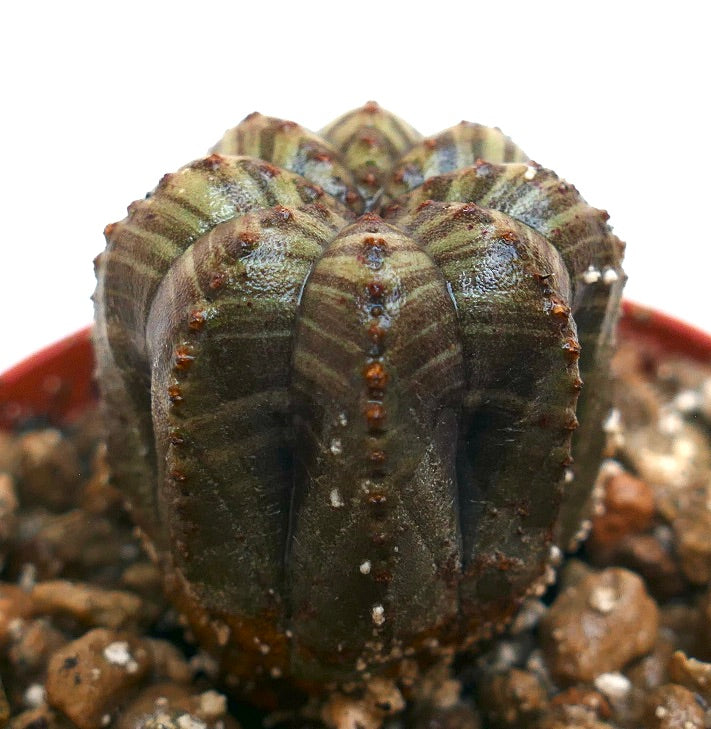 Euphorbia obesa suculenta cactus con cuerpo estriado verde-gris y pequeños tubérculos marrones