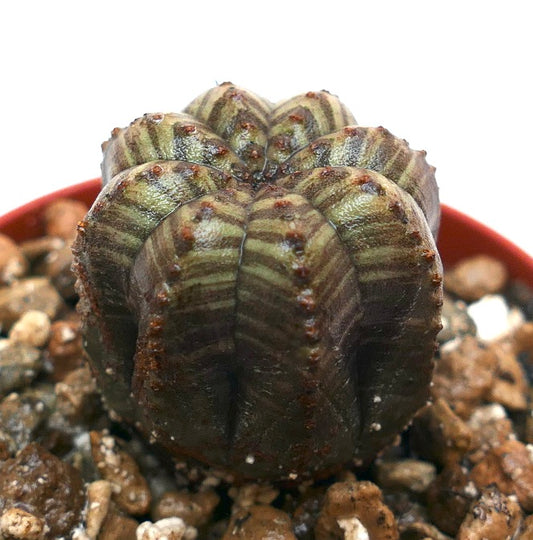 Euphorbia obesa striped green succulent cactus with rounded ribs and small brown areoles