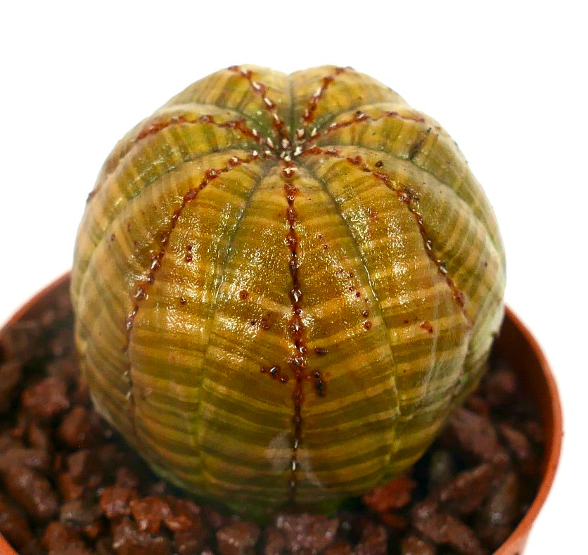 Euphorbia obesa STRIATA GREENISH-YELLOWISH TRI-81