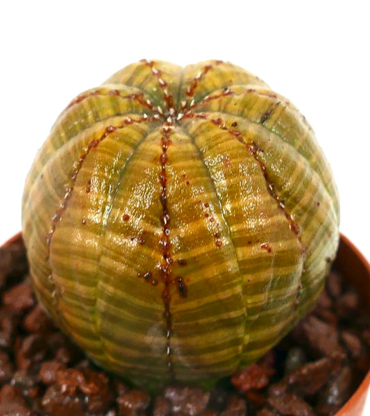 Euphorbia obesa STRIATA GREENISH-YELLOWISH TRI-81