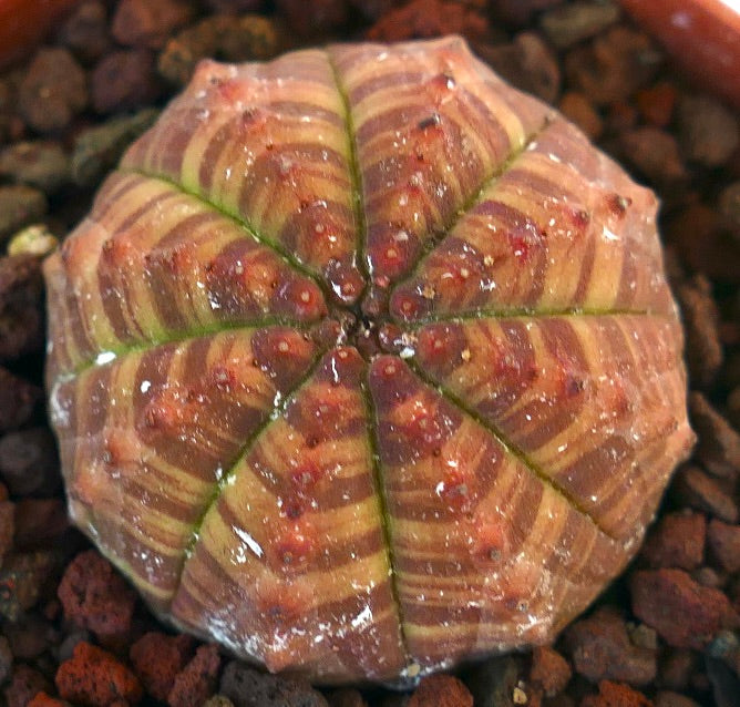 Suculenta Euphorbia obesa con patrón jaspeado a rayas y pequeños tubérculos rojos