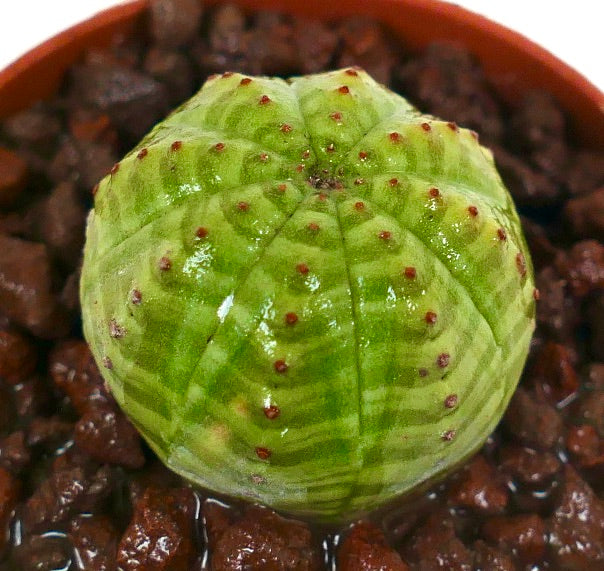 Euphorbia obesa striata grønn sukulent med avrundede ribber og små røde torner