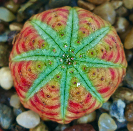 Rare Euphorbia obesa STRIATA GREEN STAR & ORANGE RED LINES succulent, top view showing its spherical form with bright green star-shaped ribs and vivid orange-red striped variegation, planted in rocky soil.